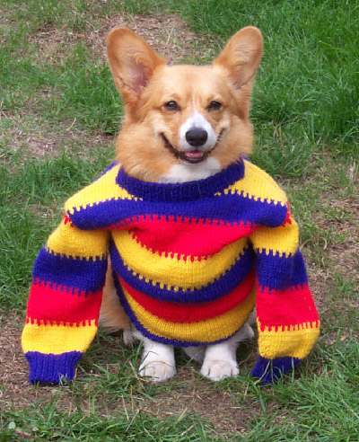 corgi-in-sweater