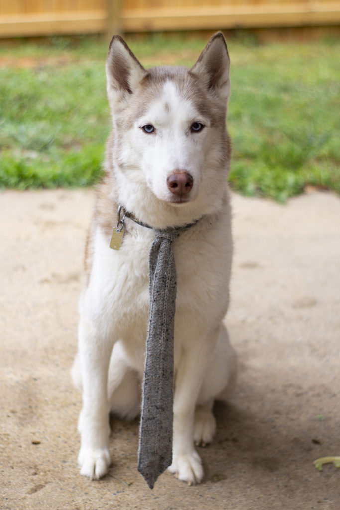 Dog wearing knit necktie