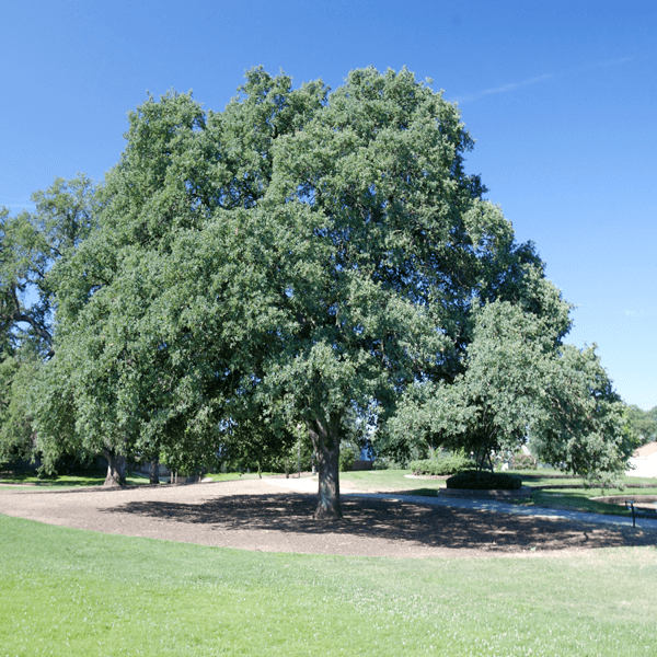 Blue Oak Tree