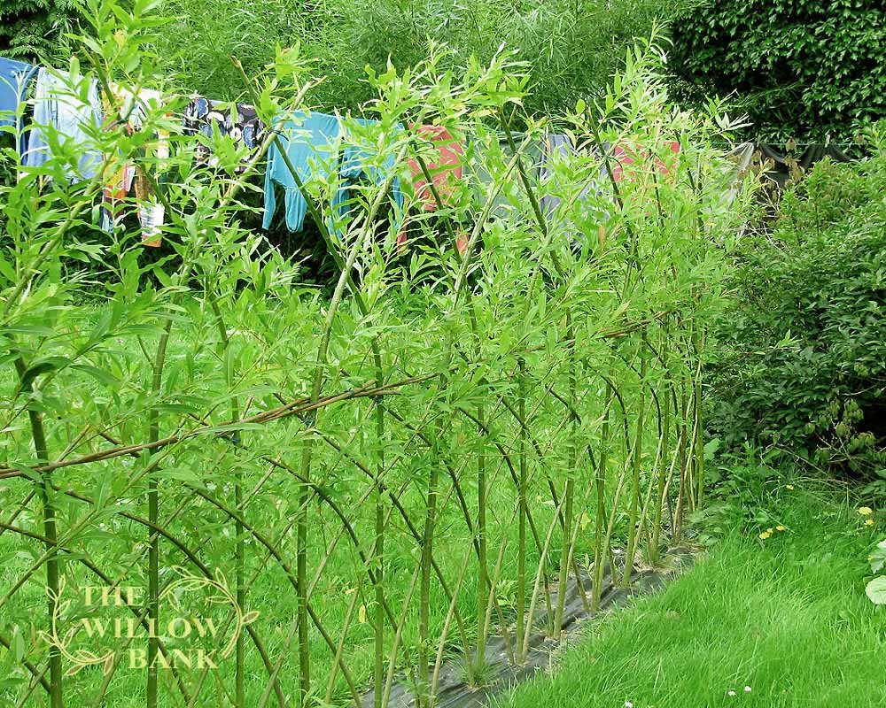 Photo of bentwood willow fence hiding clothesline.