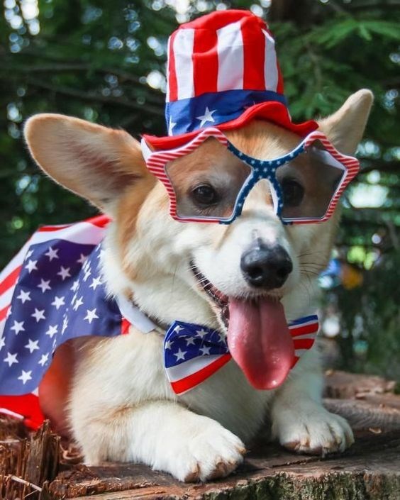 Dog wearing red, white, and blue Independence Day clothes