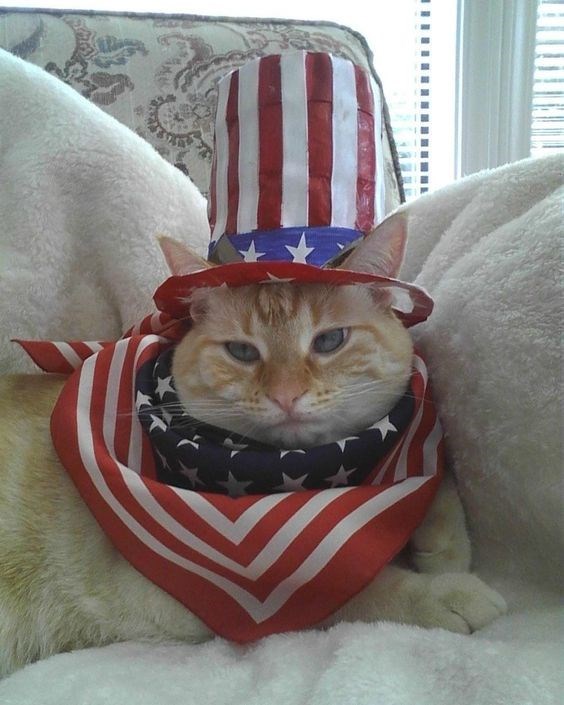 Cat dressed in American flag hat and bandana