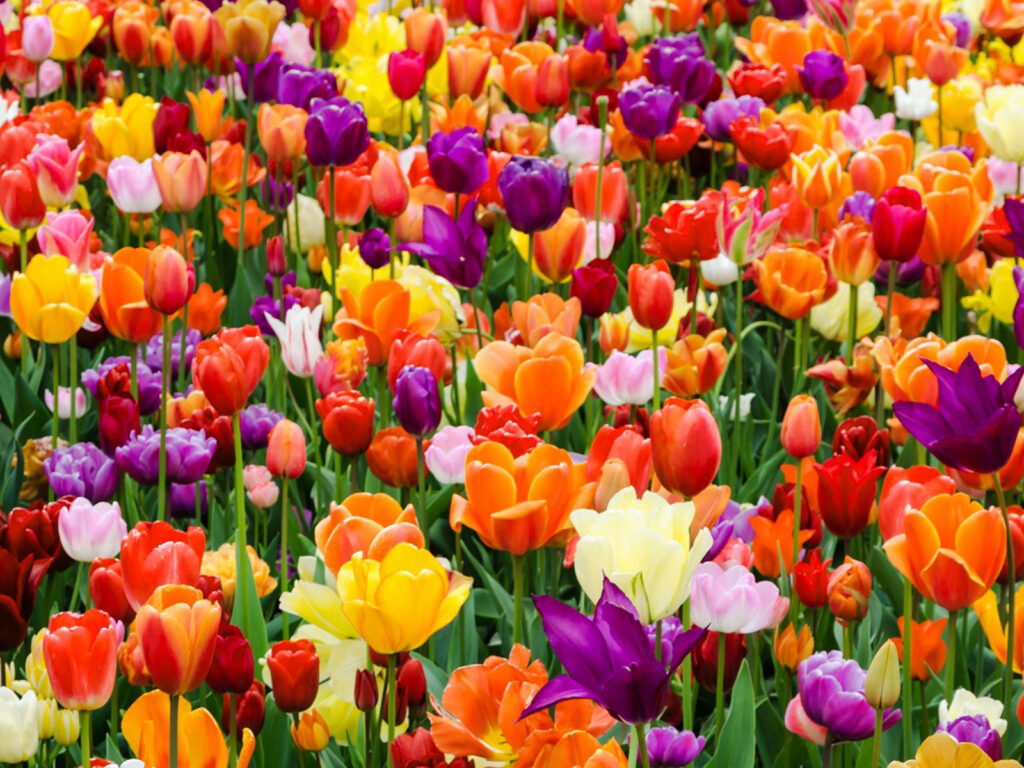 Multicolored field of tulips