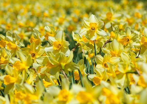 Closeup of daffodil field