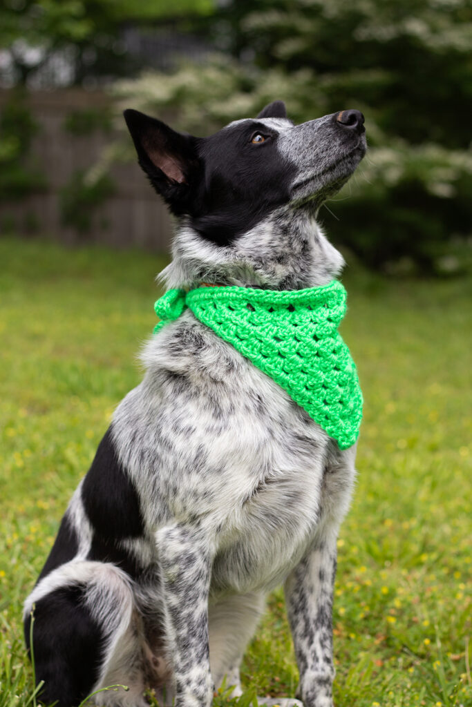 Photo of a dog sitting down in the grass wearing the Best Bandana in green