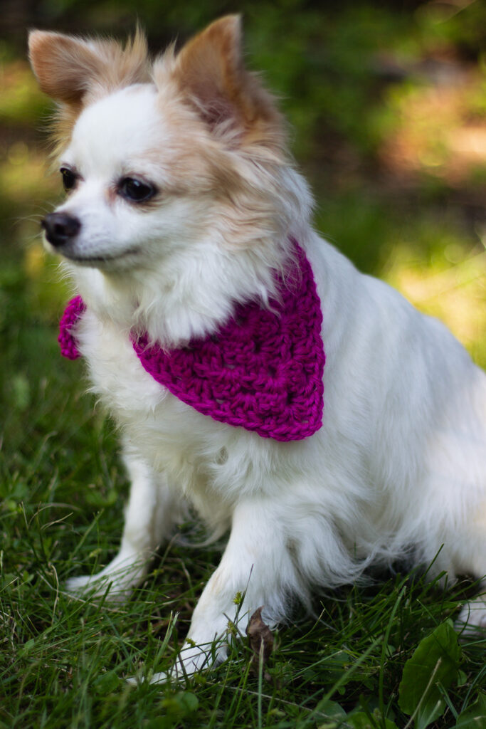 Photo of a dog sitting down wearing the Best Bandana in purple